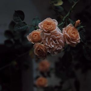 少妇人妻偷人精品视蜜桃
